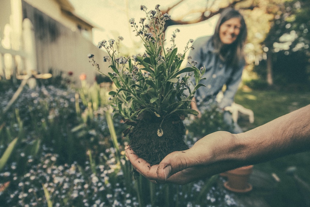 Hand holding plant with soil clump with person smiling in background