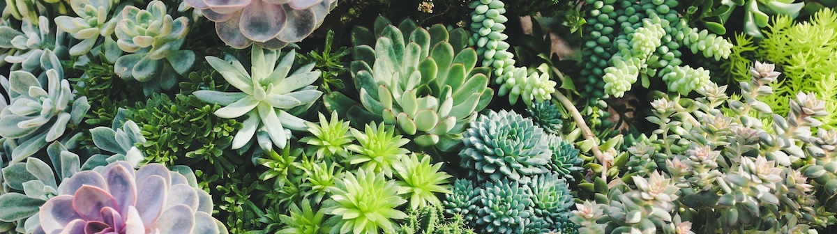 A collective of succulents from Gardens By the Bay in Singapore